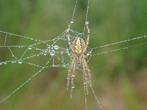 Réf. 222 932 : Neoscona adianta